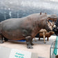 hippopotamus at the natural history museum